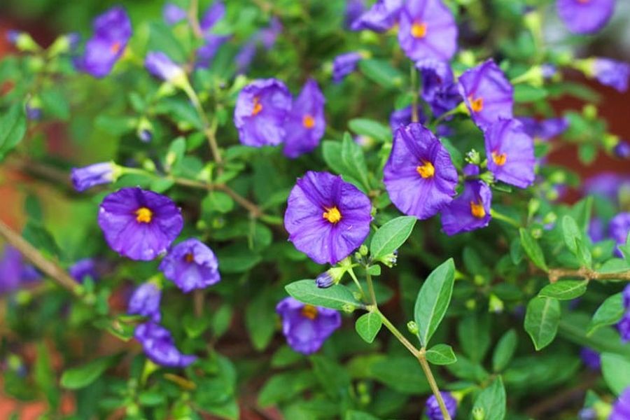 Encián gondozása (Solanum rantonetti)