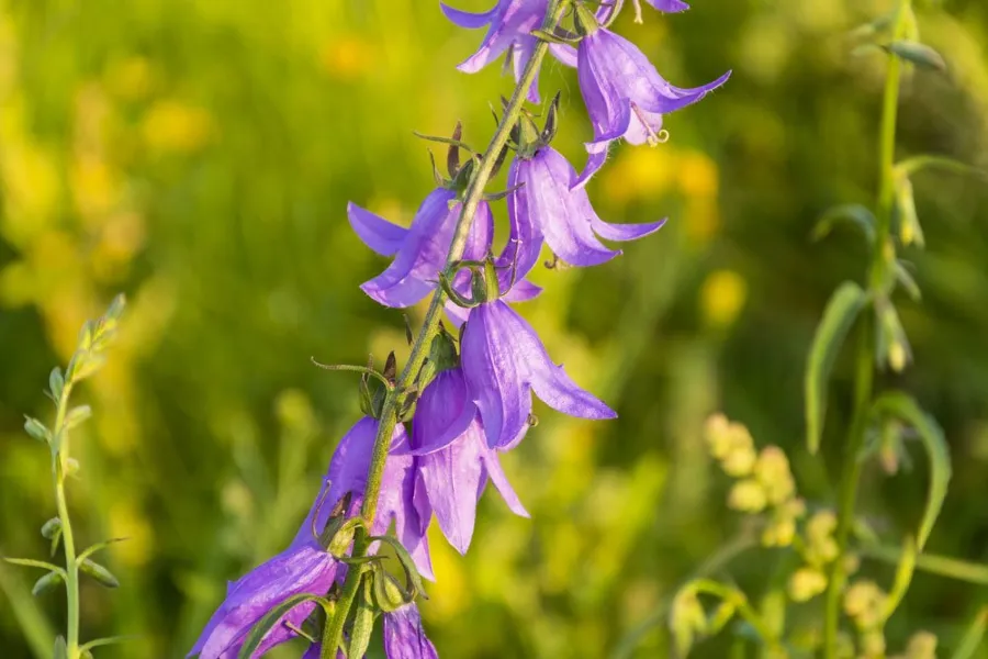 A Harangvirág Gondozás lakásban és kertben (Campanula)