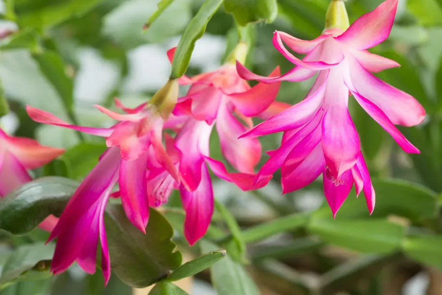 Karácsonyi kaktusz gondozása, ültetése, metszése, szaporítása (Schlumbergera)